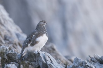 Rock Ptarmigan (Lagopus muta) female, Appenzell Outer-Rhodes, Switzerland