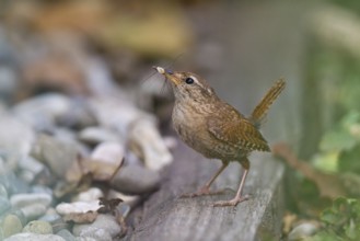 Eurasian Wren (Troglodytes troglodytes) carrying insect in beak, Bavaria, Germany