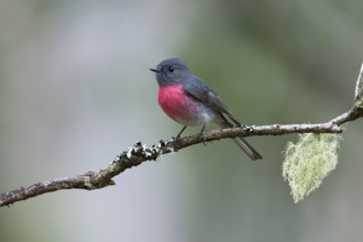 Rose Robin (Petroica rosea) male perched on a branch, Victoria, Australia
