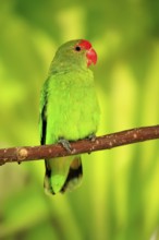 Taranta parrot (Agapornis taranta), adult, male, on hold
