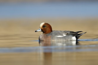 Smient, Eurasian Wigeon, Anas penelope
