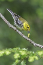 Black-throated Green Warbler (Dendroica virens) perched on a branch in southern Ontario, Canada