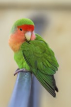 Rosy-faced Lovebird, Agapornis roseicollis, Pizzo, Calabria, Italy