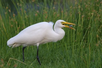 Asian Intermediate Egret, Intermediate Egret, Egretta intermedia, Mesophoyx intermedia, Aigrette