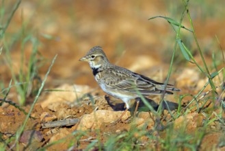 Calandra Lark, (Melanocorypha calandra), Lark, Corydalis, Animals, Birds, Hides de El Taray / Great