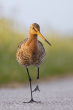 Black-tailed Godwit (Limosa limosa), Netherlands