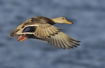 Mallard (Anas platyrhynchos) female flying, British Columbia, Canada