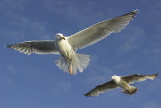 European Herring Gull (Larus argentatus) flying, Nord-Trondelag, Norway