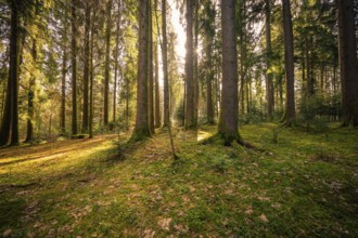 Sun rays penetrate peaceful forest with green soil, Oberreute, Allgäu, Germany