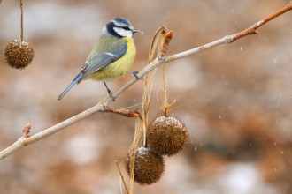 Eurasian Blue Tit (Cyanistes caeruleus), Baden-Wuerttemberg, Germany