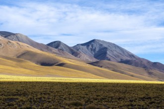 Panoramic image of the La Puna region in the Argentinian highlands, showcasing the vast grassy