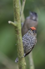 White-barred Piculet (Picumnus cirratus) perched on a branch in the Atlantic rainforest of