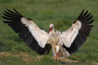 White Stork (Ciconia ciconia) landing, North Rhine-Westphalia, Germany