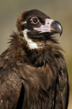 Cinereous Vulture (Aegypius monachus) portrait, Castile and Leon, Spain