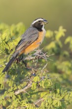 Orinoco Saltator (Saltator orenocensis) perched on a branch in Colombia, South America