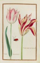 Tulips, Historical, digitally enhanced reproduction from Theatrum florae (1624) by Daniel Rabel