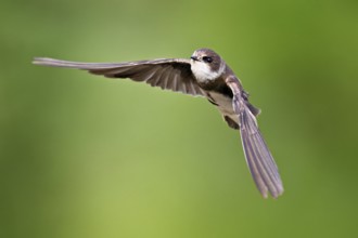 Sand martin (Riparia riparia), in flight, Reussegg nature reserve, Canton Aargau, Switzerland