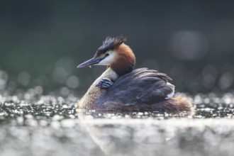 Great Crested Grebe (Podiceps cristatus) with chick, North Rhine-Westphalia, Germany