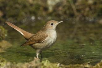 Common Nightingale (Luscinia megarhynchos) at a waterhole, Liguria, Italy
