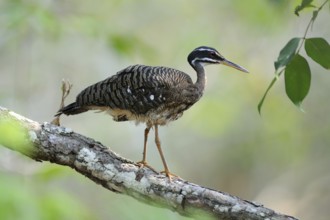 Sunbittern (Eurypyga helias), Pantanal, Brazil