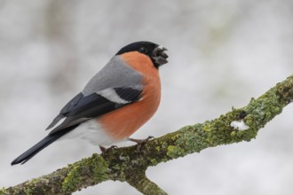 Eurasian Bullfinch (Pyrrhula pyrrhula) male perched on a branch, Lower Saxony, Germany