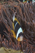 Allard's clownfish (Amphiprion allardi)