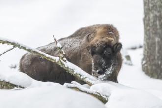European bison (Bison bonasus) or Wisent standing on a meadow next to the forest in winter, snow,