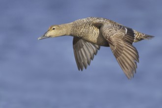Common Eider (Somateria mollissima) female flying, Manitoba, Canada