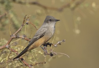 Say's Phoebe (Sayornis saya), New Mexico, USA