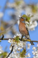 Common chaffinch (Fringilla coelebs), Bad D¸rkheim district, Wachenheim an der Weinstra?e,