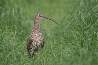 Eurasian Curlew (Numenius arquata) female, North Rhine-Westpalia, Germany