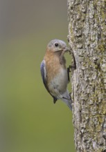 Eastern Bluebird (Sialia sialis) female, Ohio, USA