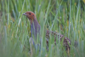 Grey Partridge (Perdix perdix), Ungarn