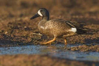 Blue-winged Teal (Spatula discors) male, Arizona, USA