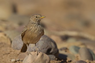 Desert Lark - Steinlerche - Ammomanes deserti ssp. payni, Morocco