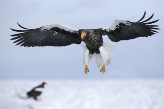 Steller's Sea Eagle (Haliaeetus pelagicus) flying, Hokkaido, Japan