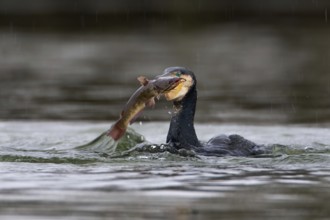Great Cormorant (Phalacrocorax carbo), Saxony-Anhalt, Germany