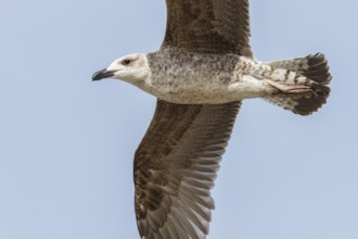 Yellow-legged Gull (Larus michahellis), young in flight, Galicia, Spain