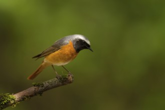 Common Redstart (Phoenicurus phoenicurus) male, Utrecht, Netherlands
