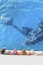 People on boat watching a Humpback whales family, Hervey Bay, Queensland, Australia