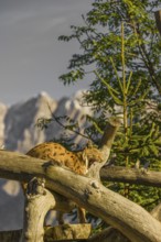 One Eurasian lynx, (Lynx lynx), doing some stretching high up on a dead tree. Side view with