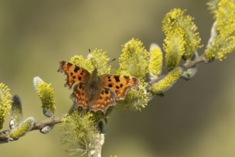 Comma butterfly (Polygonia c-album) adult insect feeding on Goat willow (Salix caprea) blossom