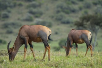 A serene scene in the savannah featuring two Topi antelopes grazing on fresh green grass, with