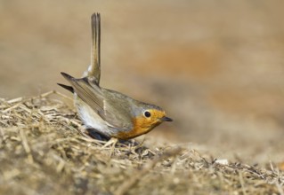 European Robin (Erithacus rubecula) perched on the ground, Aosta Valley, Italy