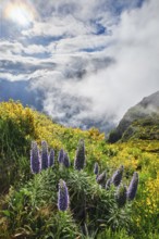 Madeira landscape with flowers Pride of Madeira flowers and blooming Cytisus shrubs and mountains