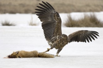White-tailed Eagle (Haliaeetus albicilla) juvenile, Mecklenburg-Western Pomerania, Germany