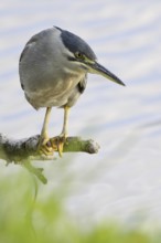 Striated Heron (Butorides striata), Mauritius