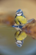 Blue Tit, Cyanistes Caeruleus) on perch, Sierra de San Pedro / Photorapto, Salorino, Extremadura /