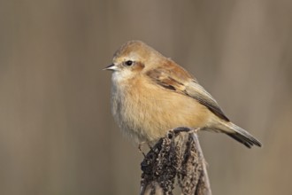 Eurasian Penduline Tit (Remiz pendulinus) female, Rhineland-Palatinate, Germany