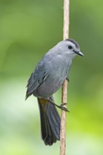 Gray Catbird Dumetella carolinensis West Lafayette, Indiana, United States 26 May Adult Mimidae